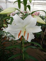 [4235 Casa Blanca TYS No102.JPG]